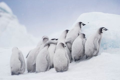 Keizerspingunkuikens in Antarctica kruipen samen terwijl ze wachten tot hun ouders terugkomen met eten Ze gebruiken een ijsblok om zich te beschermen tegen de wind