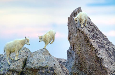 Een onstuimige groep van Amerikaanse jonge berggeiten oefent het springen van de ene naar de andere rots op het grillige steen van een 14000 meter hoge berg vertelt Your Shotfotograaf Tony Oswald over deze scne in Freeland in Colorado Het testen van hun manoeuvreervaardigheden tijdens een dergelijk spel helpt hen om op deze hoogte te leven en op te bloeien als ze volwassen worden