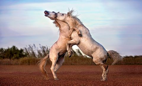 Twee Camargue paarden in het zuiden van Frankrijk vechten om dominantie te verwerven Het ras komt oorspronkelijk uit ZuidFrankrijk en vandaag de dag staan er minder dan 200 exemplaren officieel geregistreerd