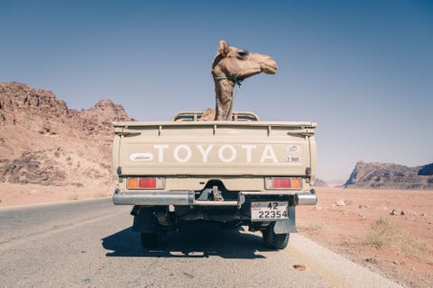 Uw Shotfotograaf Matt Pycroft maakte een documentaire over Bedoeenen in Wadi Rum in Jordani toen een man voorbijreed met een kameel achterin zijn truck Matt vertelt Wat is er mis met haar vroegen we wijzend op de kameel Niets antwoordde hij lachend Ik breng haar naar de stad Ze heeft een date Hij knipoogde en glimlachte rolde zijn autoraam op en reed verder