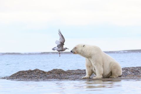 In het Arctic National Wildlife Refuge in Alaska mist een meeuw net de neus van een ijsbeer terwijl hij aan land gaat Het patroon van de veren van de meeuw geeft aan dat hij jong is de meeuw zal waarschijnlijk helemaal wit worden met grijze vleugels naarmate hij ouder wordt