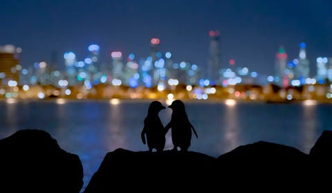 Een kleine kolonie pinguns leeft in de buurt van St Kildas pier in Melbourne in Australi Elke nacht ergens na zonsondergang komen de volwassenen van de kolonie thuis om te nestelen zegt Your Shotfotograaf Doug Gimesy Af en toe staan er enkele pinguns bovenop de rotsen en roepen ze hun partners laten ze zich opdrogen of bekijken ze simpelweg de wereld vanuit een ander perspectief boven het water