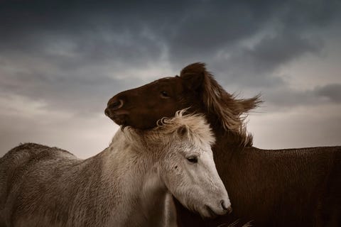 Twee Ijslandse paarden knuffelen in de buurt van het stadje Vk Ik hou van het gevoel van deze foto  zo rustig intiem echt reageerde Your Shot producer David Y Lee Het is mooi hoe je dit beeld spotte en zag hoe de twee paarden een YinYangcompositie vormden
