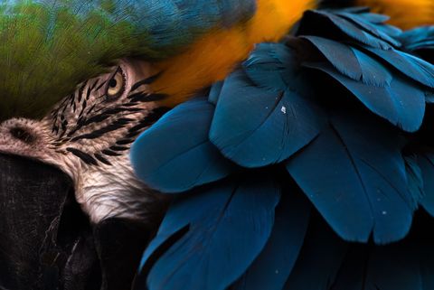 Een blauwengouden ara strijkt zijn veren uit in het Wildlife Learning Centre in Sylmar in Californi De vogels kunnen mits goed verzorgd meer dan zestig jaar leven
