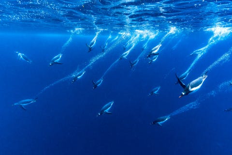 Pinguns scheren door het weten voor de kust van Antarctica De sporen van bubbels die ze achterlaten helpen de dichtheid van het water te verminderen waardoor de pinguns veel sneller zijn onder water dan op het land