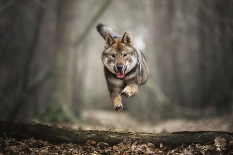 Een Shikoku genaamd Hailey rent door een bos in Nederland De showhond is van vrienden van Your Shotfotograaf Judith Vrugt Ik werk heel graag met dit soort honden zegt ze Ze maken je altijd aan het lachen en er zijn altijd verrassende momenten om vast te leggen