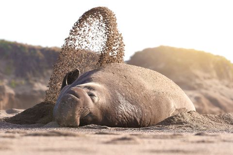 Een mannelijke zeeolifant schept zand op zijn rug terwijl hij op Californias Point Reyes National Seashore rust Zand fungeert als zonnebrandcrme waardoor de zeehonden koel blijven terwijl ze op het land een dutje doen