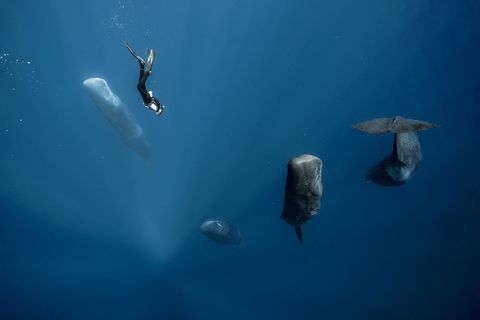 Deze potvissen zijn half in slaap en dobberen onder water in een bijna volledig verticale positie Terwijl hij wetenschappelijke onderzoekt uitvoert zwemt een vrijduiker tussen de walvissen zonder enige apparatuur om te ademen