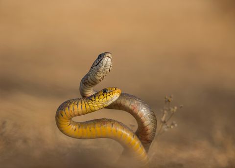 Een stel rattenslangen lijkt te dansen tijdens een paringsritueel in Lonvale in India Zoals hun naam al aangeeft voeden deze slangen zich voornamelijk met knaagdieren en vormen ze geen bedreiging voor de mens