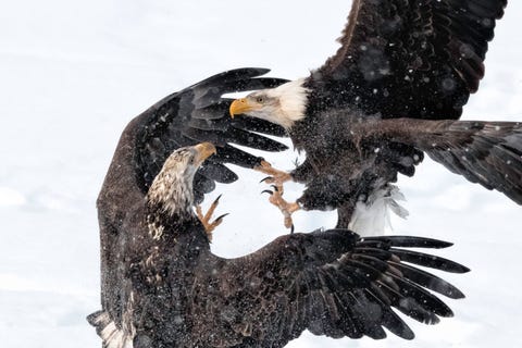 In de lucht boven de Chilkatrivier in Alaska daagt een jonge zeearend een volwassene uit tot een duel De strijd ging vermoedelijk over de zalm beneden maar Your Shotfotograaf Hilary Bralove rapporteert Het was meer een blufgevecht Uiteindelijk hadden ze allebei meer dan genoeg te eten