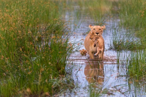 Een leeuwin past op haar welpen in Botswana En jong kon nauwelijks zwemmen en de ander kon het niet dus droeg ze het in haar mond over verschillende waterovergangen vermoedelijk naar een gedode prooi zegt Your Shotfotograaf Connie Bowen We waren onder de indruk van haar moederschap en tolerantie