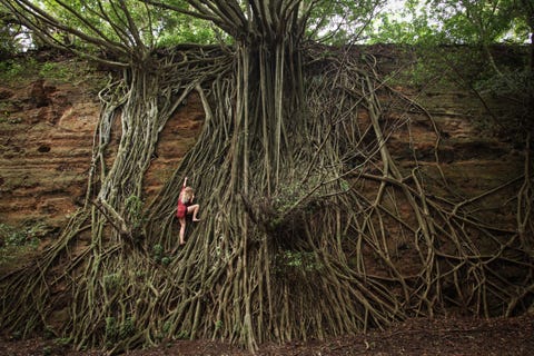 Aan de noordkant van het grote eiland van Hawaii begint het beklimmen van een boom met het beklimmen van een cascade van wortels zegt Your Shotfotograaf Rochelle Potter Banyanbomen worden gekenmerkt door luchtwortels die uiteindelijk uitgroeien tot houtachtige stammen Die stammen helpen om de grote hoeveelheid takken bovenin de boom te ondersteunen