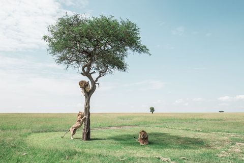 De eerste leeuw die tevoorschijn kwam uit het hoge gras terwijl we wachtten was ook de eerste leeuw die de boom beklom De andere twee mannetjes hoopten op zijn creativiteit mee te liften herinnert Your Shotfotograaf Jay Rush zich Boomklimmen is zeldzaam bij mannetjes  een feit dat wordt bevestigd door de inwoners van de Rift Valley in Kenia
