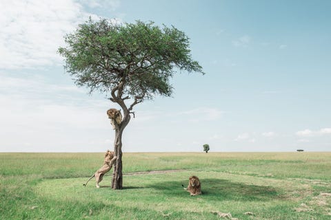 De eerste leeuw die tevoorschijn kwam uit het hoge gras terwijl we wachtten was ook de eerste leeuw die de boom beklom De andere twee mannetjes hoopten op zijn creativiteit mee te liften herinnert Your Shotfotograaf Jay Rush zich Boomklimmen is zeldzaam bij mannetjes een feit dat wordt bevestigd door de inwoners van de Rift Valley in Kenia