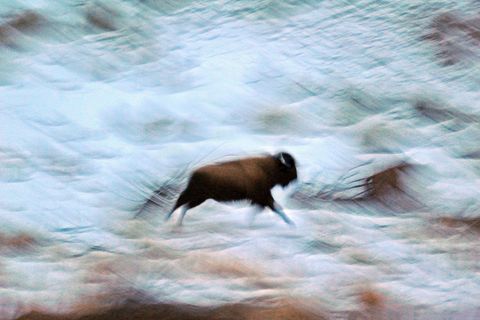 Een eenzame bizon op de vlucht in de winter lijkt op een oeroude grottekening terwijl het door de toendra in Yellowstone National Park stampt zegt Your Shotfotograaf John Warner Ooit waren ze bijna uitgestorven maar tijdens de laatste telling werden meer dan 4000 bizons gezien in Yellowstone