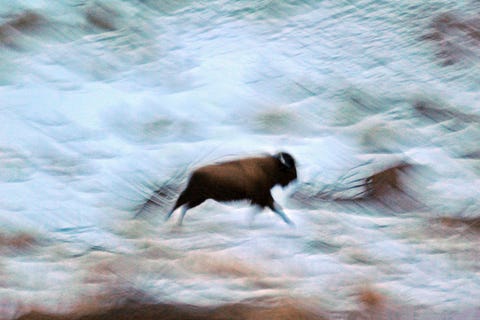 Een eenzame bizon op de vlucht in de winter lijkt op een oeroude grottekening terwijl het door de toendra in Yellowstone National Park stampt zegt Your Shotfotograaf John Warner Ooit waren ze bijna uitgestorven maar tijdens de laatste telling werden meer dan 4000 bizons gezien in Yellowstone