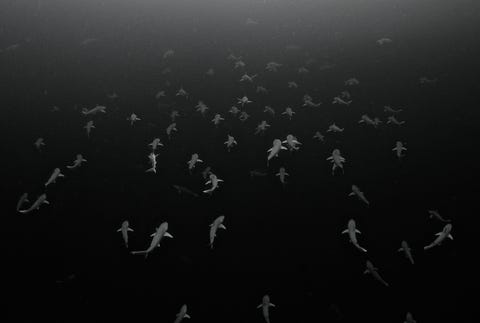 Ieder jaar wanneer de lente overgaat in de zomer dalen Atlantische scherpsnuithaaien af in het Lost Blue Hole voor de kust van New Providence Island in de Bahamas Daar cirkelen ze om elkaar heen op zoek naar de perfecte partner