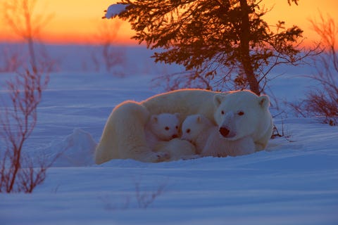 In Canadas Wapusk National Park houdt een moederijsbeer haar welpen warm in de koude februaritemperaturen Het park beschermt een gebied waar veel ijsberen hun jongen ieder jaar grootbrengen