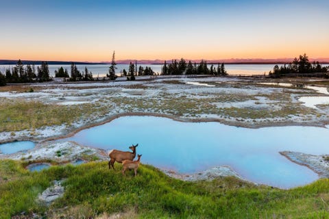 Een hinde en haar kalf nemen een pauze bij het West Thumb Geyser Basin in Yellowstone National Park Het licht van de zonsopkomst legt de nadruk op de grandeur van de paarse bergen aan de horizon