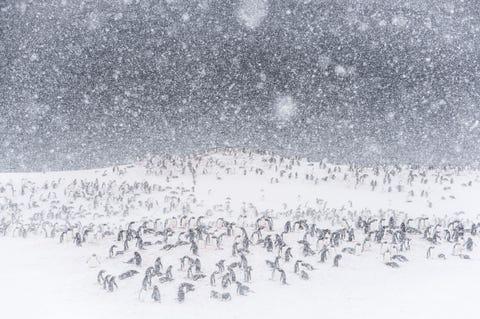 Your Shotfotografe Daisy Gilardini leed aan een zware verkoudheid op de dag dat ze op het eiland Pleneau op Antarctica landde Ik pakte mijn statief draaide me om om terug te keren naar het schip en dit is wat ik zag zegt ze In een fractie van een seconde vergat ik mijn verkoudheid en de onprettige situatie het was magisch