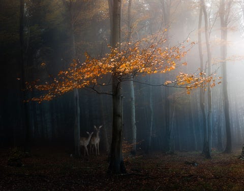 Your Shotfotograaf Veselin Atanasov was van plan om herfstgebladerte vast te leggen in Bulgarije toen de natuur hem verraste Ik was net een kader aan het vaststellen toen deze twee hertjes uit de mist kwamen opduiken en als bevroren stilstonden toen ze me zagen zegt hij Ik was alleen en hield me stil Ik drukte op de ontspanknop en na twee seconden van complete stilte schoot de camera dit prachtige tafereel