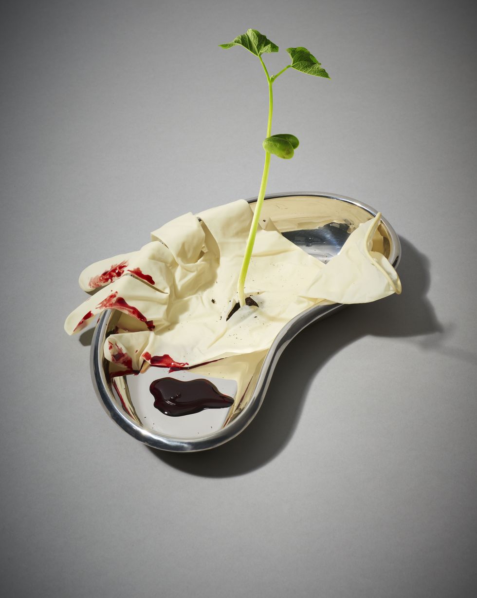 'growth comes from learning lessons paid for, at times, in blood'a kidney shaped metal dish with a rubber glove and blood in it and a plant growing from it