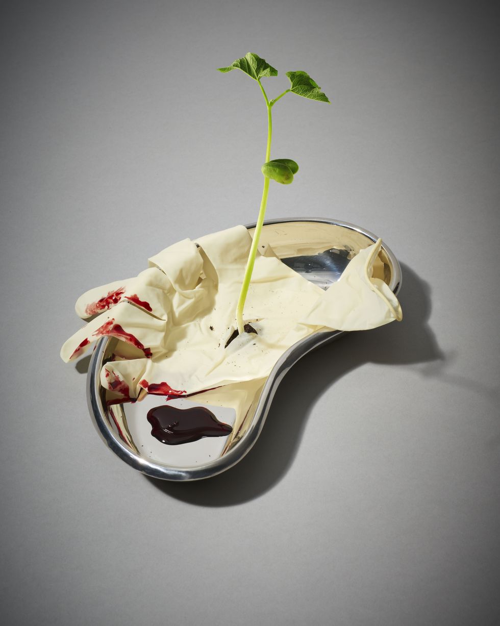 'growth comes from learning lessons paid for, at times, in blood'a kidney shaped metal dish with a rubber glove and blood in it and a plant growing from it