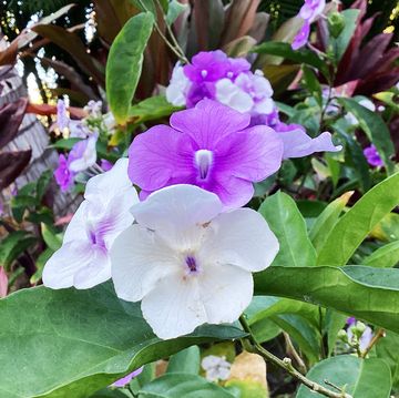 purple and white tropical flowers with green leaves, brunfelsia grandiflora, with red ti plants in background