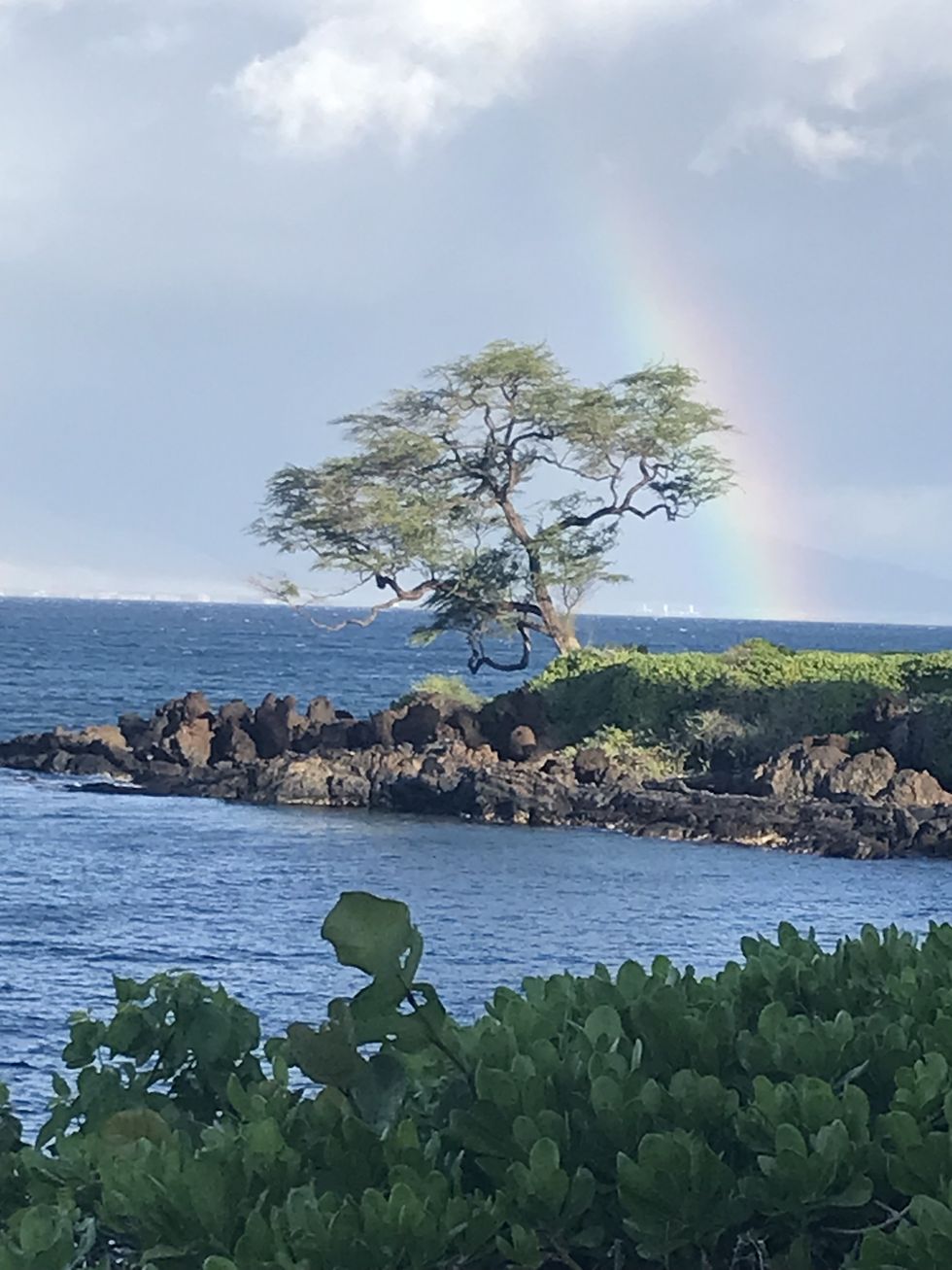 tree on an outcropping of volcanic rocks along wailea beach path, rainbow in background