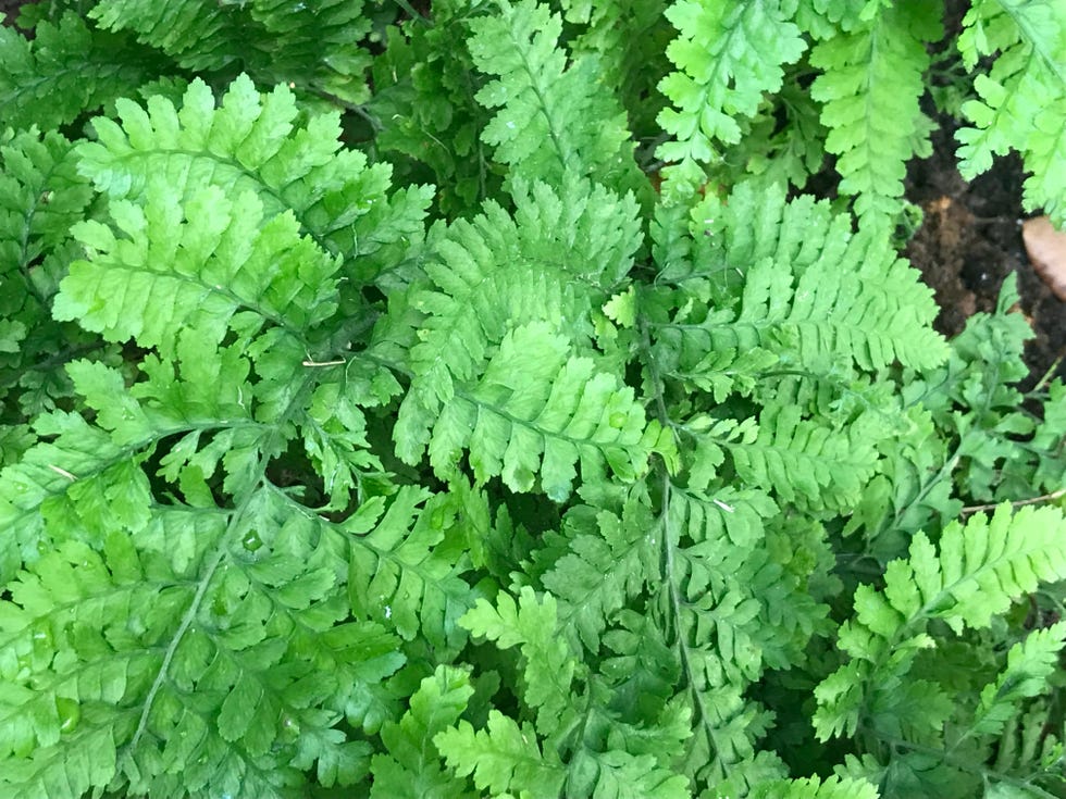 Garden Tour: Maui's Fairmont Kea Lani Resort