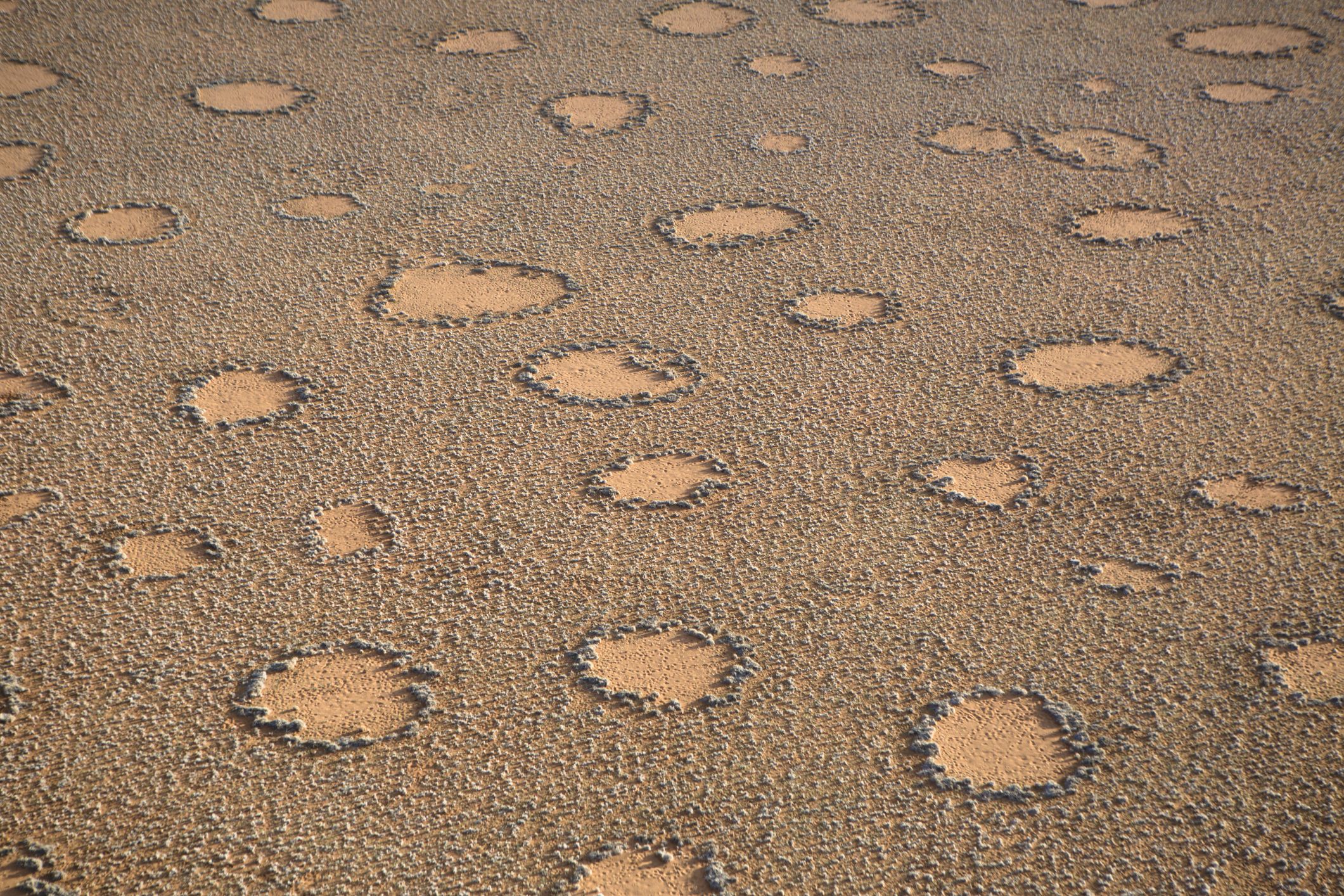 Fairy Circles May Now Exist in 15 Countries. So What Are They?
