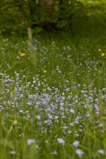 a field of flowers