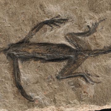 tridentinosaurus antiquus fossiel gevonden in de italiaanse alpen in 1931 blijkt deels vervalst met verf