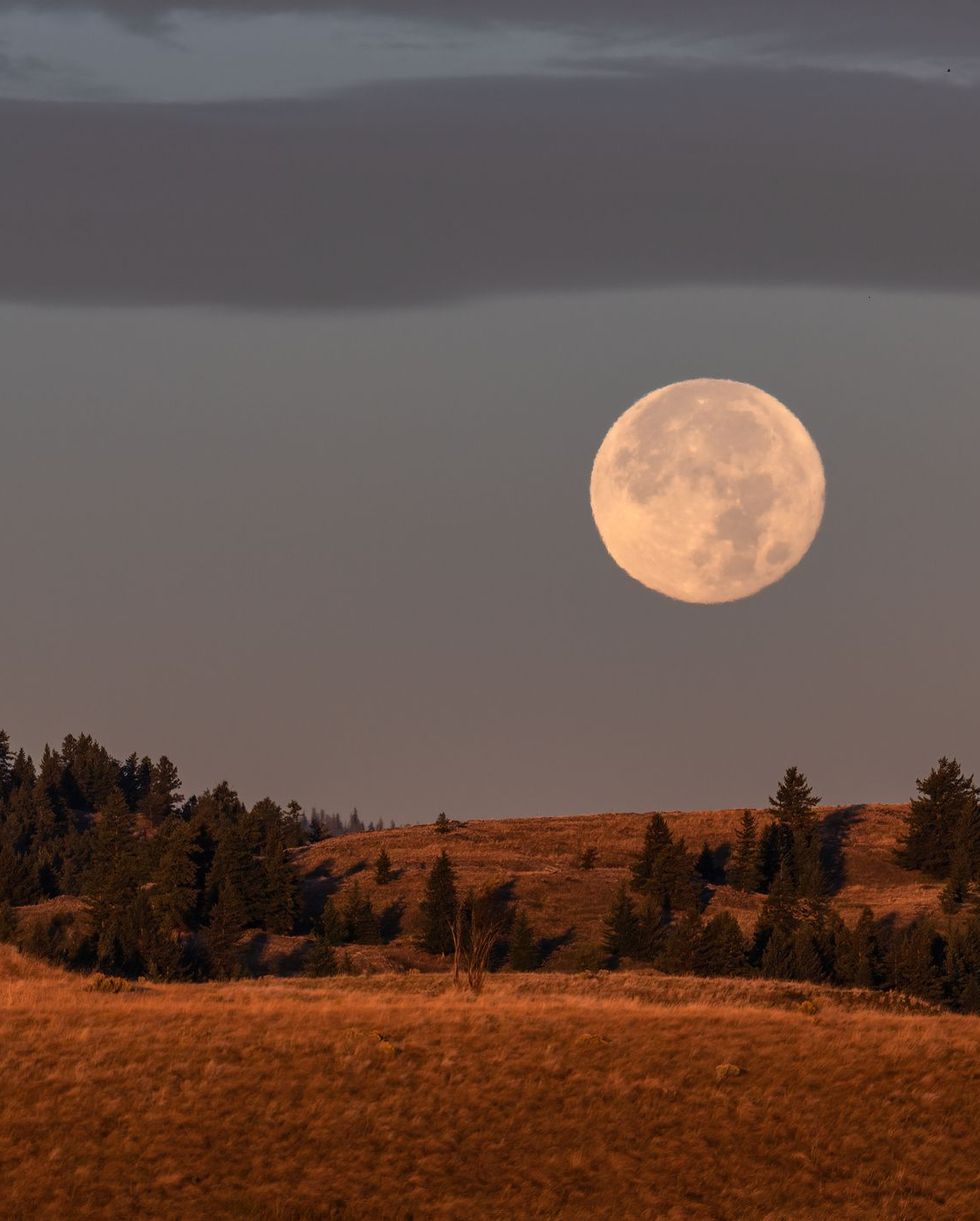 a full fall harvest moon sets over farmland in kamloops, british columbia
