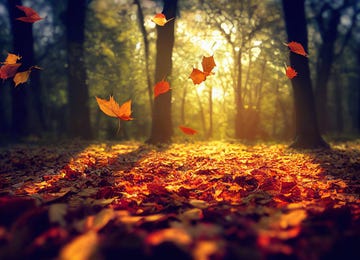 autumn leaves drifting down to a pile of leaves on forest floor with lens flare