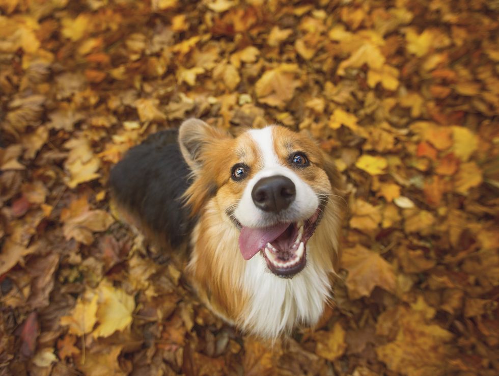 very happy long haired, fluffy pembroke welsh corgi dog sitting in some vibrant autumn leaves, with his tongue hanging out the side of his mouth in a silly grin