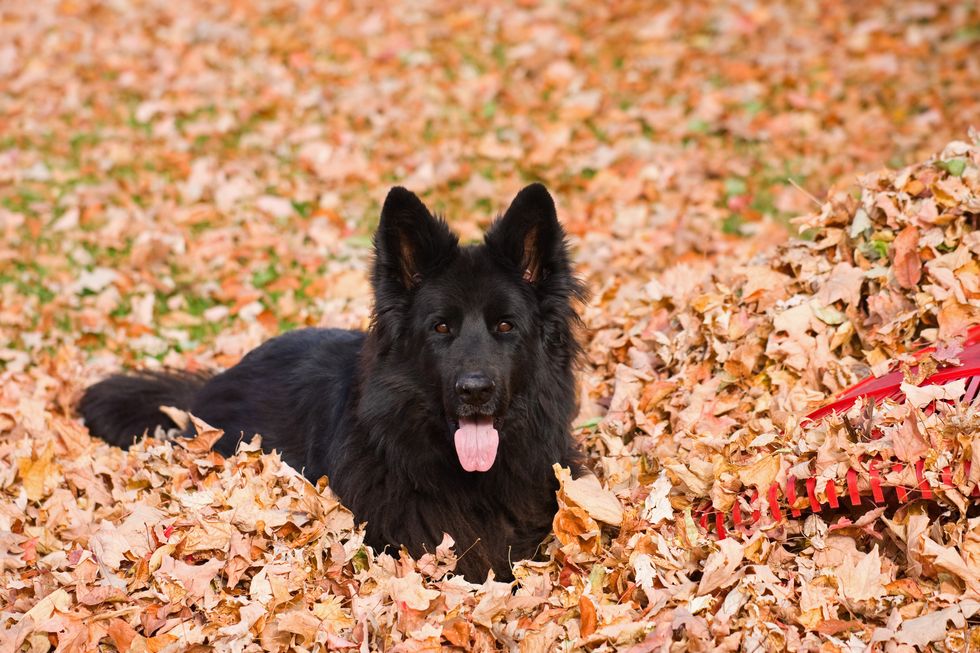 a purebred black, long haired german shepherd dog in a pile of dry leaves next to a red plastic rake