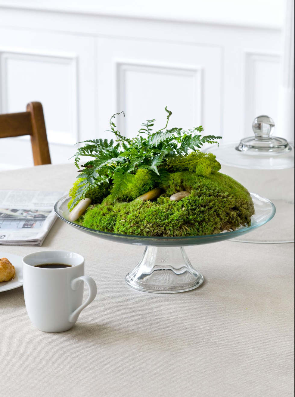 DIY Moss Centerpiece - Coffee Table Decor 