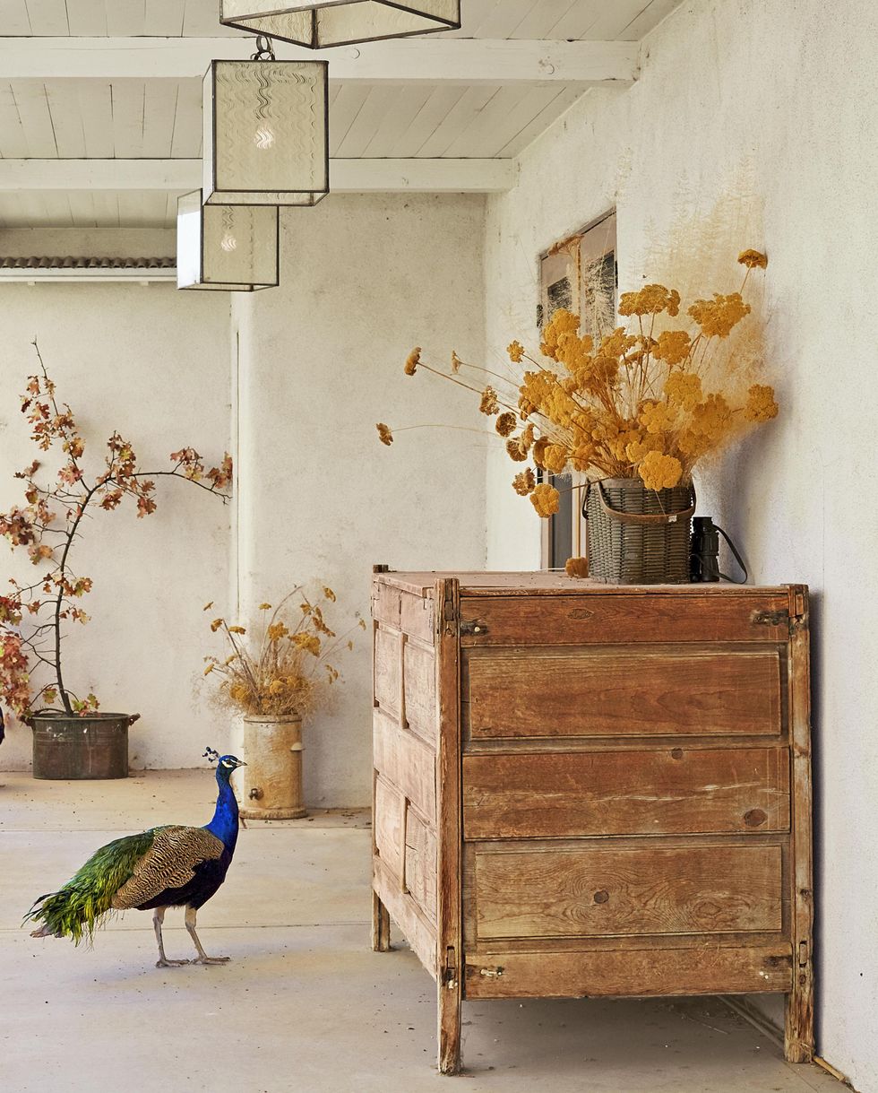 dry fall foliage on a porch with peacocks