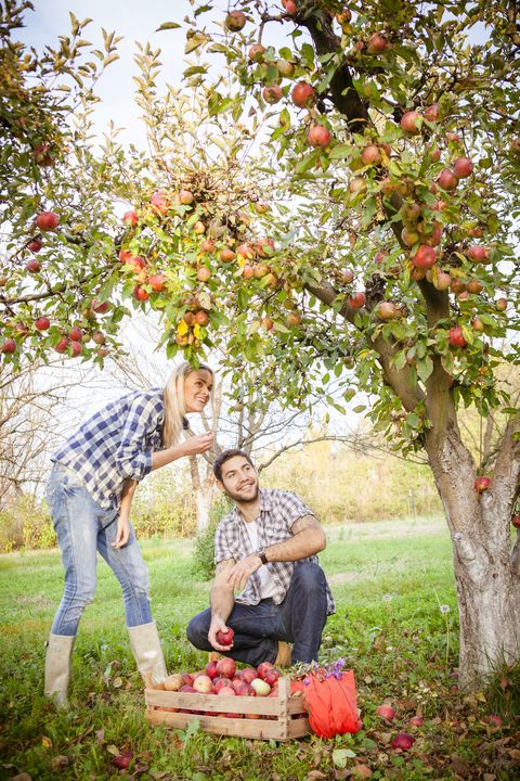 fall date ideas apple picking