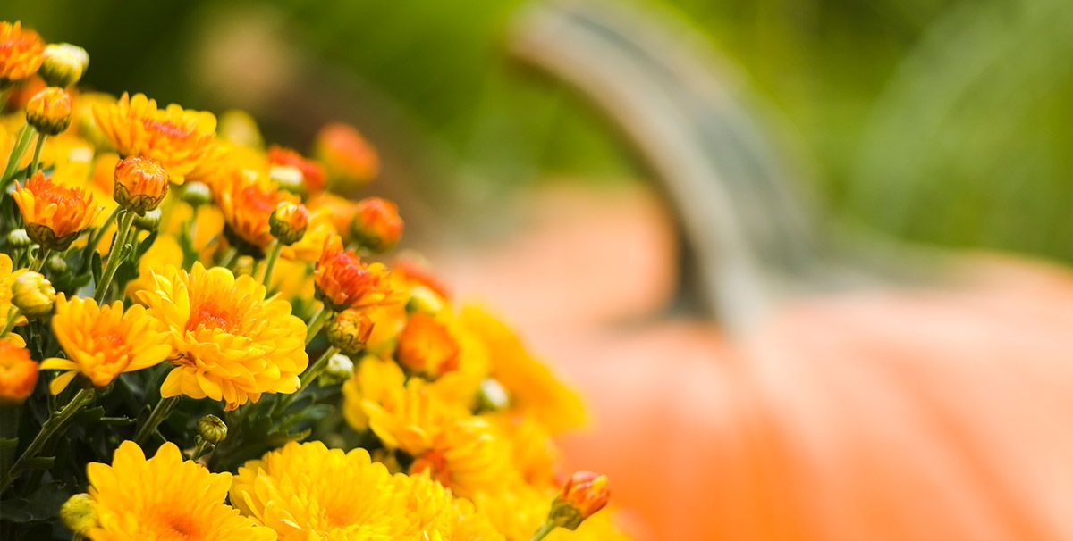 35 Best Fall Flowers To Plant For A