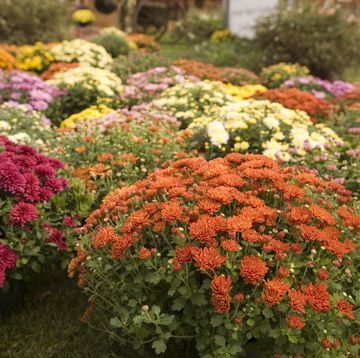 a field of fall flowers with orange, pink, and other colors