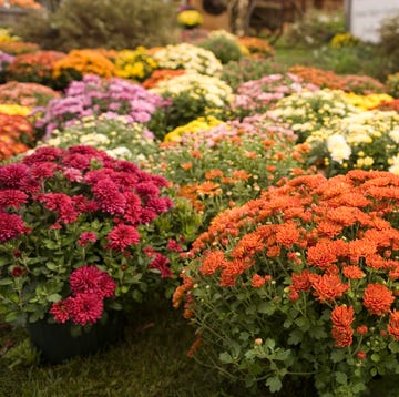 fall flowers with orange, pink, and other colors