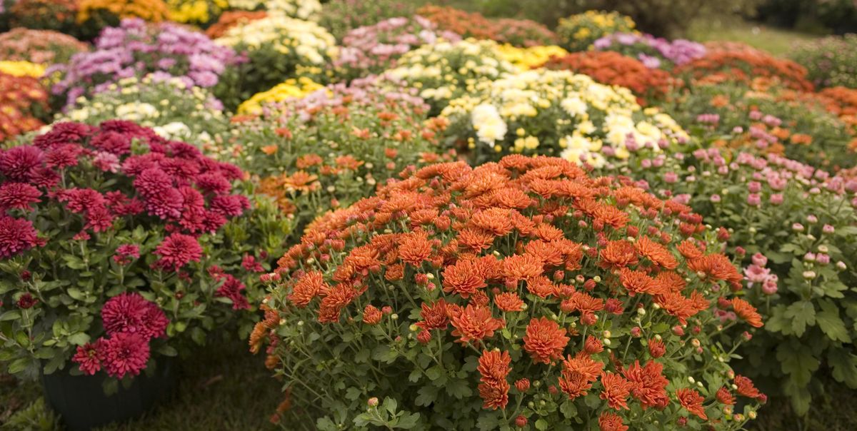 40 Best Fall Flowers To Plant For A