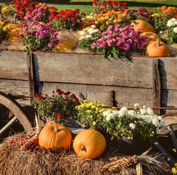 fall flowers