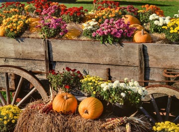 fall flowers