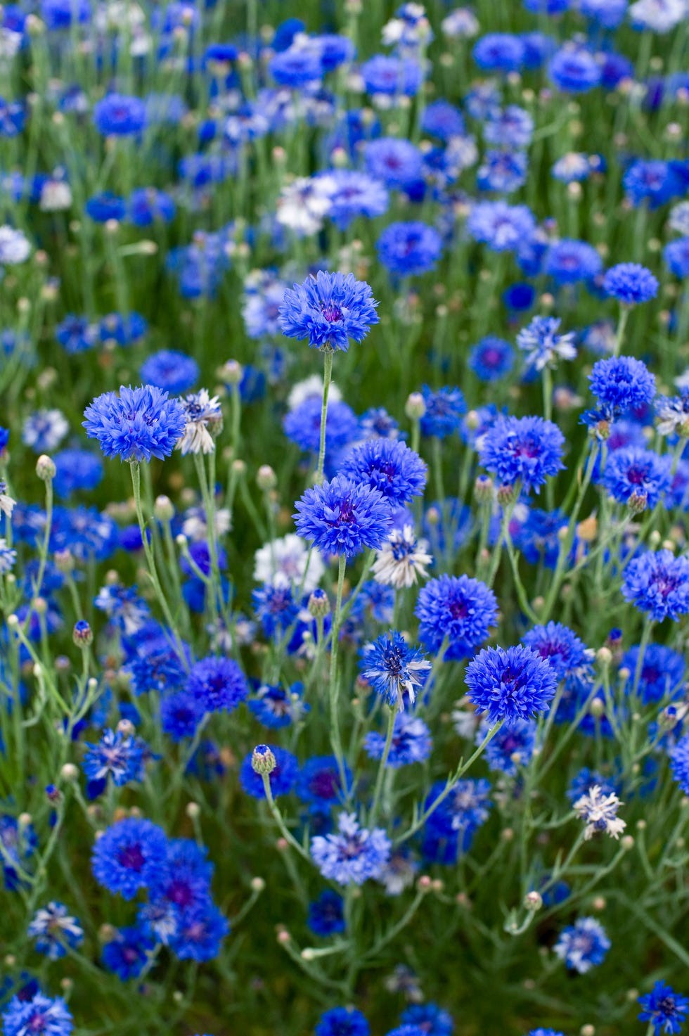 Closeup Of Blue Heather Flowers In Autumn Stock Photo, Picture and