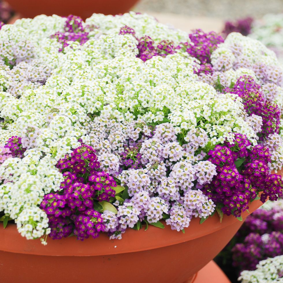 fall flowers for pots and containers alyssum