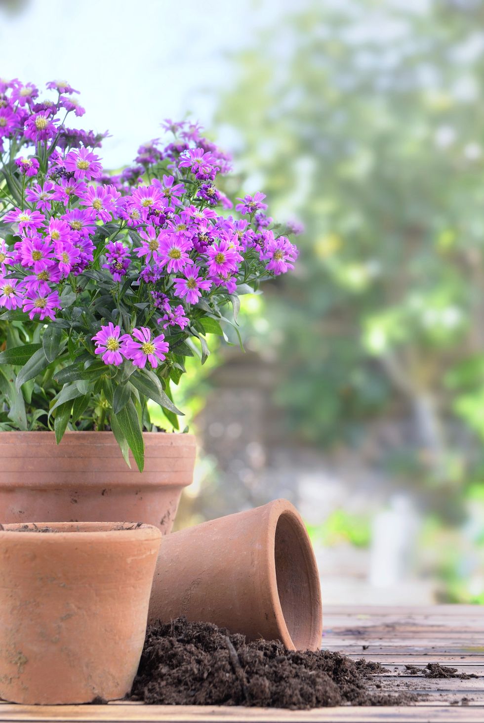fall flowers for pots containers aster