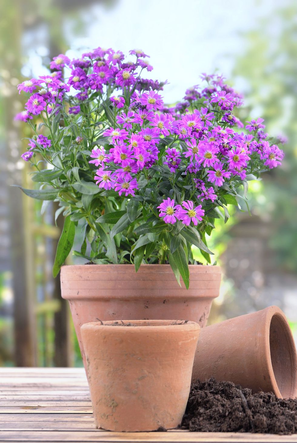 fall flowers for pots containers aster